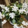 lisacarter785